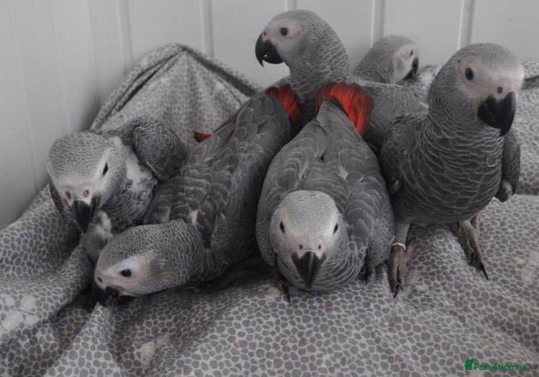 Parrots birds for sale: 12w Hand reared Congo African grey parrot babies  - Advert 16