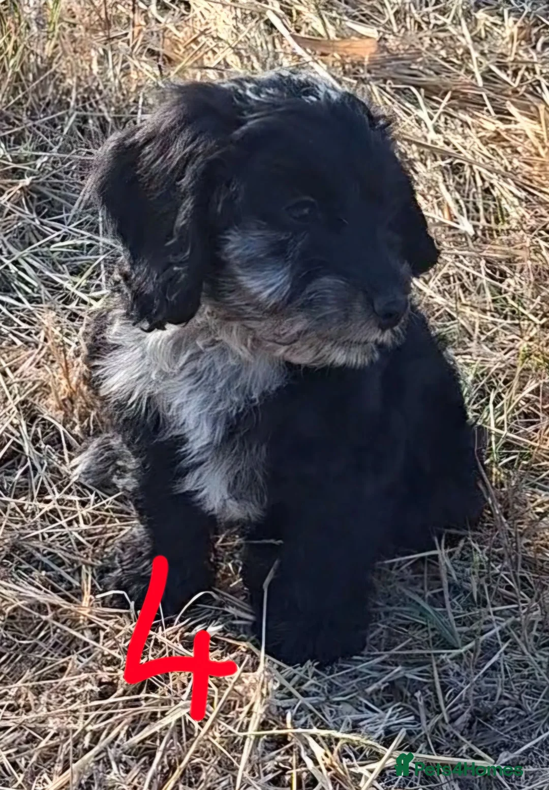Cockapoo dogs for sale: Fully vaccinated F1 Cockapoo Pups  - Advert 1