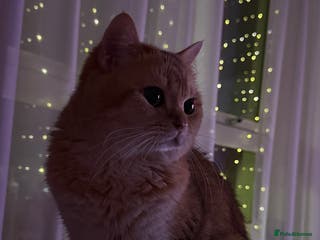 British Shorthair cats Gold BRI ny12 Stud in Derby - Advert 18