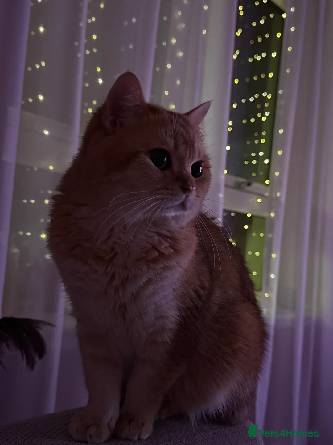 British Shorthair cats for stud: Gold BRI ny12 Stud in Derby - Advert 1