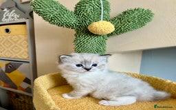 Ragdoll cats for sale: Stunning Ragdoll kitten SHOW/BREEDING -GCCF   - Image 29