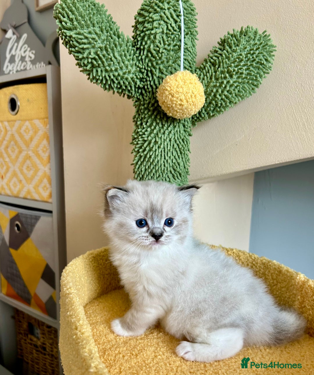 Ragdoll cats for sale: Stunning Ragdoll kitten SHOW/BREEDING -GCCF   - Image 29