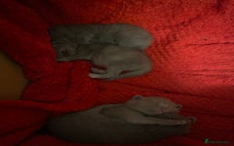 British Shorthair cats for sale: PEDIGREE BSH KITTENS READY TO FOR FOREVER HOMES  - Image 8