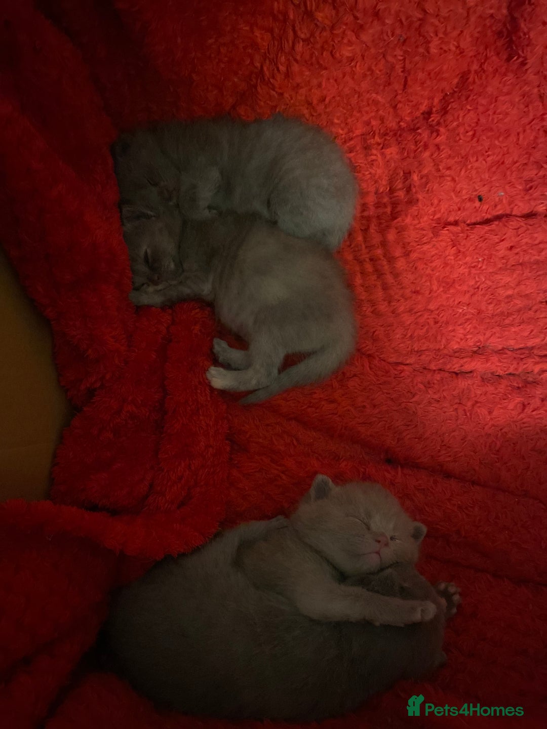British Shorthair cats for sale: PEDIGREE BSH KITTENS READY TO FOR FOREVER HOMES  - Image 8