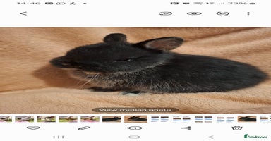 Netherland Dwarf rabbits - Advert 4