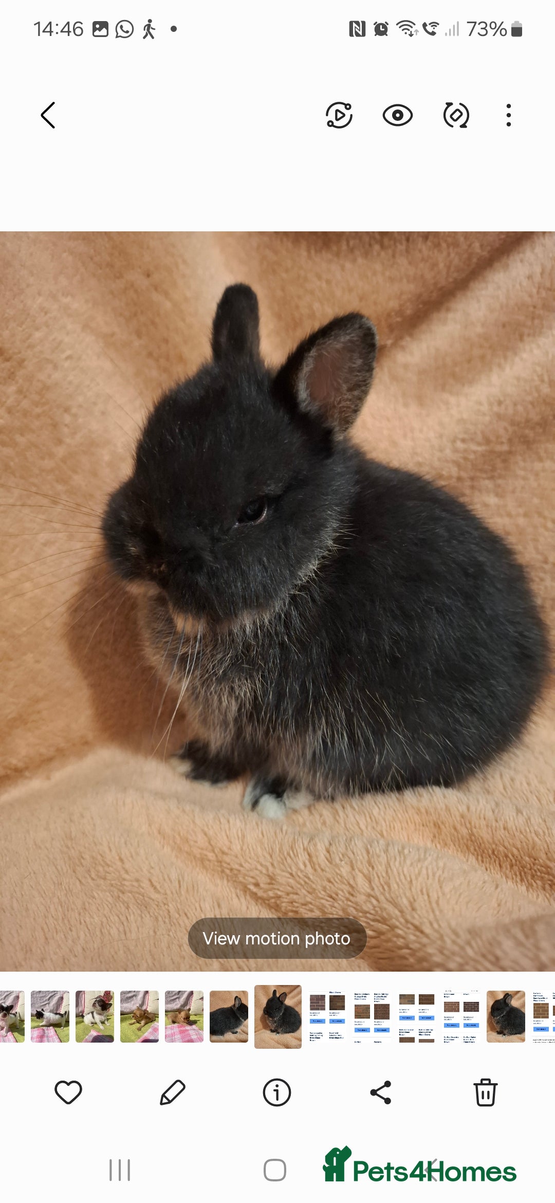 Netherland Dwarf rabbits for sale: Beautiful Pure-bred Netherland Dwarf Does - Image 2