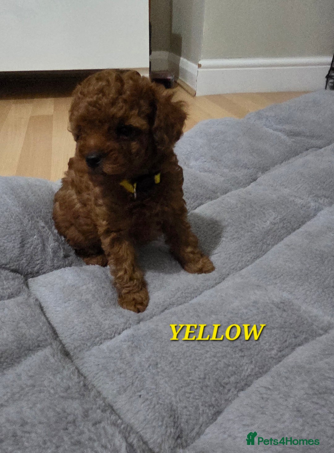 Mixed Breed dogs for sale: Toy / Aisan Poodle, Red Puppies - Advert 29