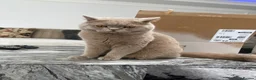 British Shorthair cats for sale: Beautiful Lilac British Shorthair Boy - Advert 2