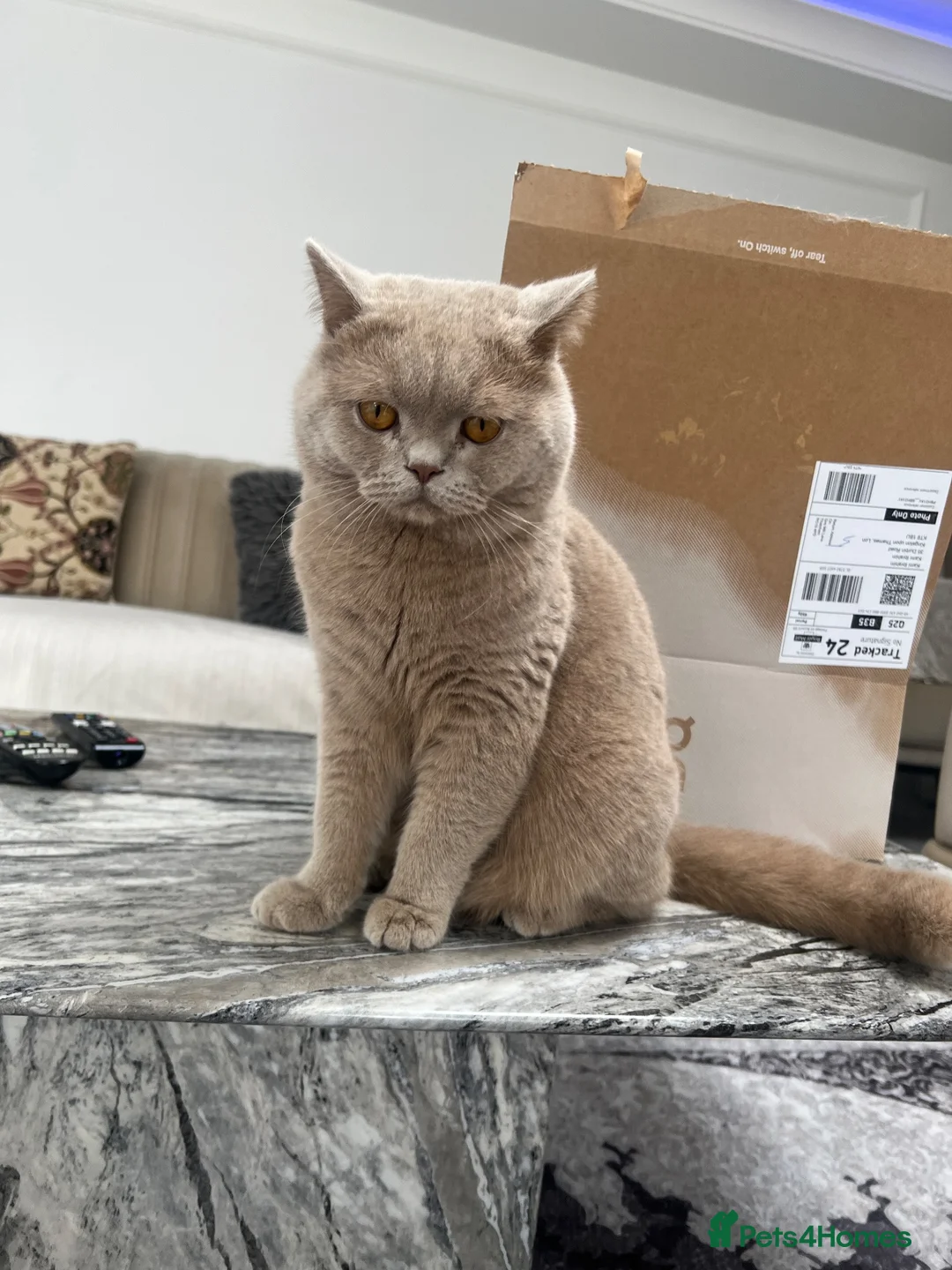 British Shorthair cats for sale: Beautiful Lilac British Shorthair Boy - Advert 2