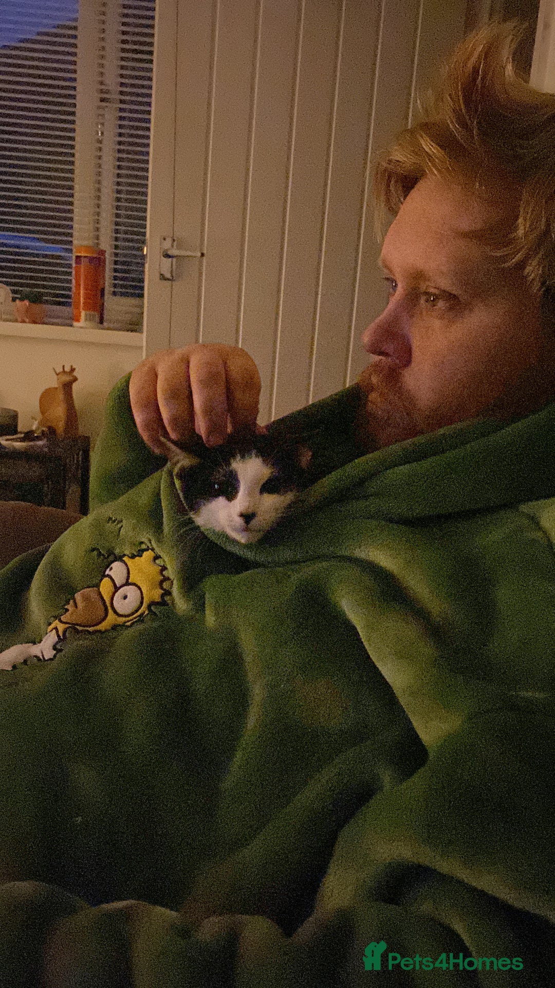 Domestic Shorthair cats for sale: 4/5 month kitten  - Advert 3