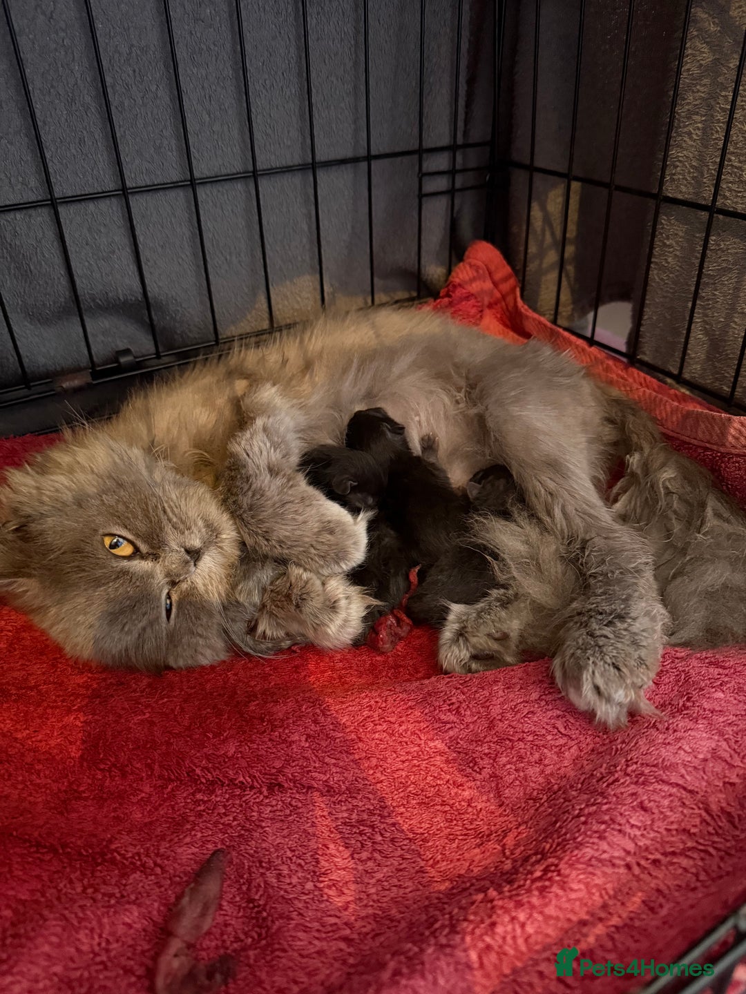 British Shorthair cats for sale: Rare black smoke British short hair kittens - Image 18