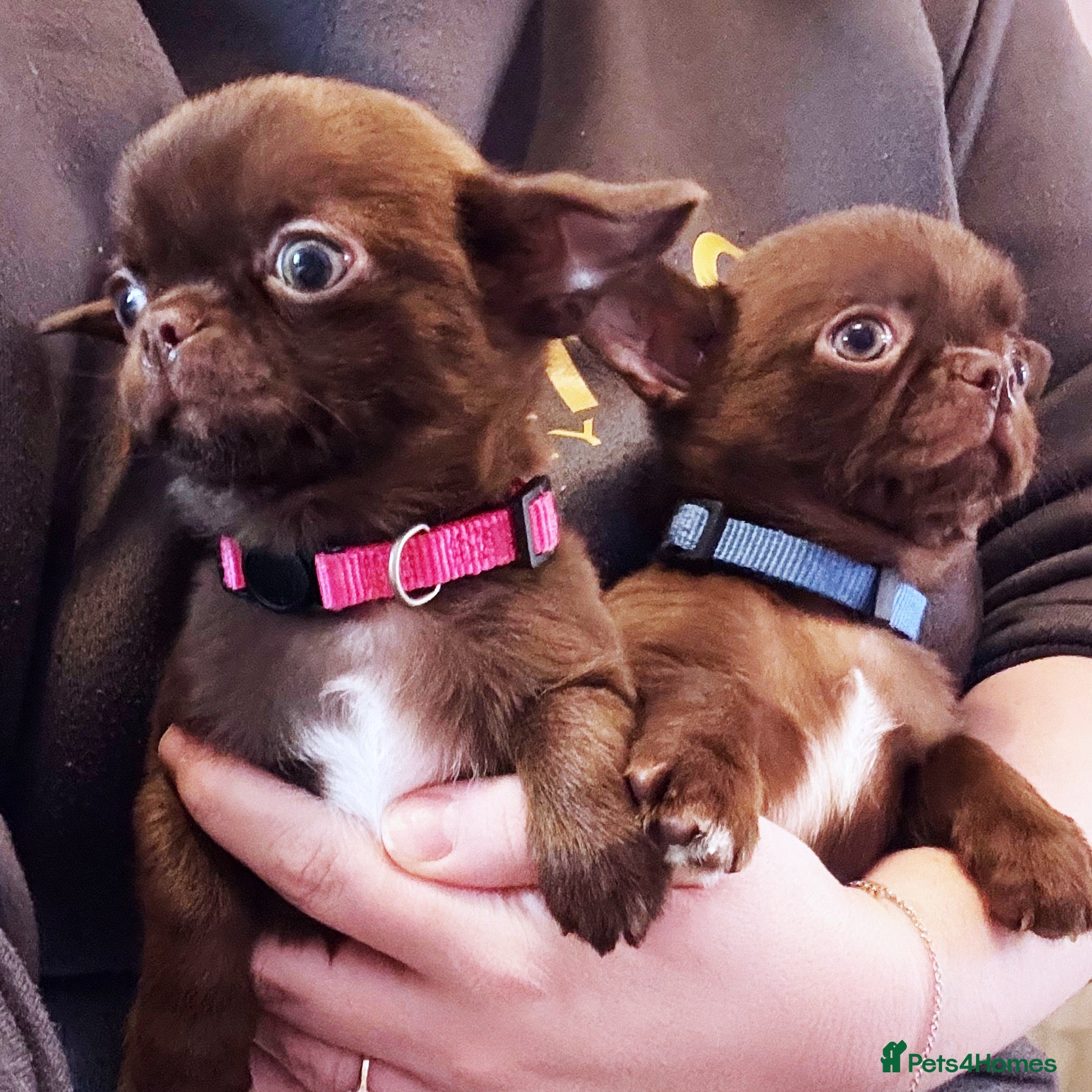 Chihuahua dogs KC REG HEALTH TESTED CHIHUAHUAS  - Advert 1