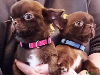 Chihuahua dogs KC REG HEALTH TESTED CHIHUAHUAS - Advert 1