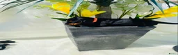 Miniature Dachshund dogs for sale: STUNNING Miniature Dachshund Puppies!!! - Advert 8