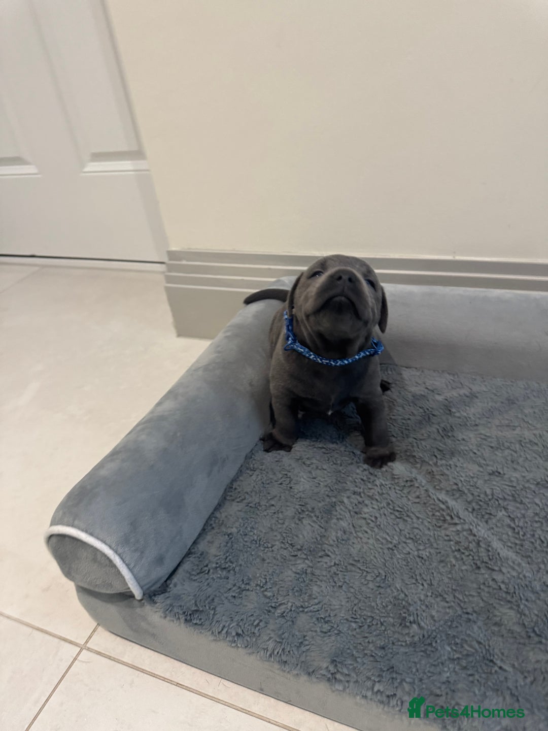 Staffordshire Bull Terrier dogs for sale: Champion sired blue Staffy pups - Image 6