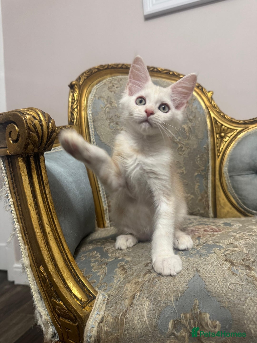 Maine Coon cats for sale: Maine Coon Kittens 🏆 20+ gen 🧬 pedigree 🎄🎄🎄 - Advert 6