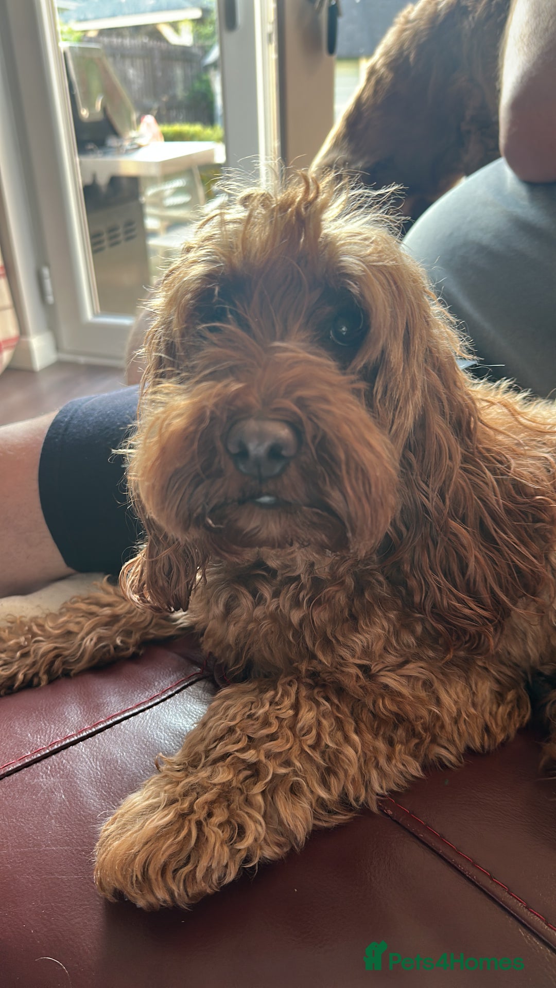 Cockapoo dogs for sale: F2B Cockapoos due 23rd Dec - Advert 2
