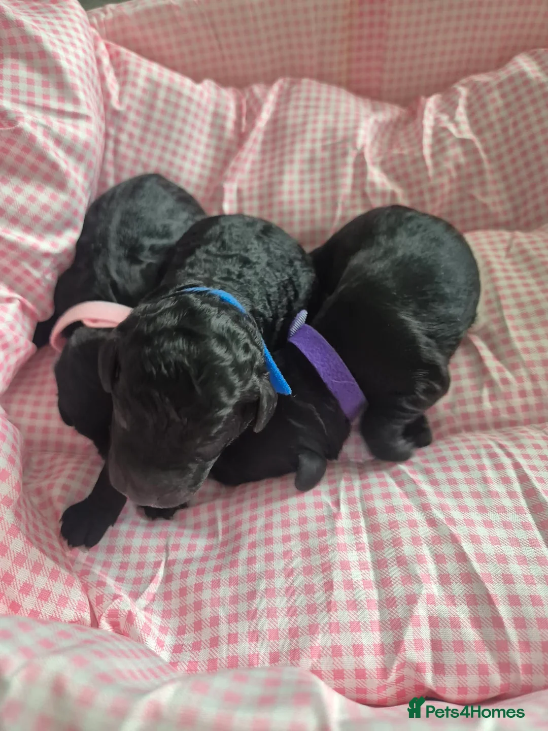 Cockapoo dogs for sale: 6 stunning cockerpoo 3 boys 3 girls  - Advert 29