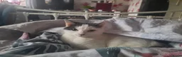 Mixed Breed cats for sale: Four Kittens for Sale - Advert 2