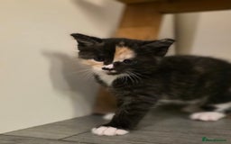 Mixed Breed cats for sale: 🐾 Beautiful Kittens – Tabby x Neva Masquerade  🐾 - Image 8