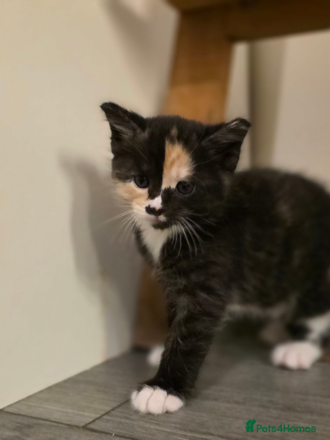 Mixed Breed cats for sale: 🐾 Beautiful Kittens – Tabby x Neva Masquerade  🐾 - Image 8