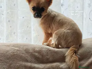 Chihuahua dogs Male Chihuahua - Advert 1