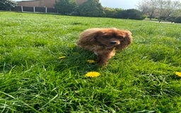 Cavalier King Charles Spaniel dogs for stud: Ruby Cavalier King Charles Spaniel for Stud duties - Image 10