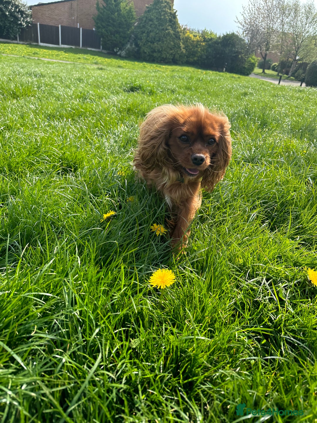Cavalier King Charles Spaniel dogs for stud: Ruby Cavalier King Charles Spaniel for Stud duties - Image 10