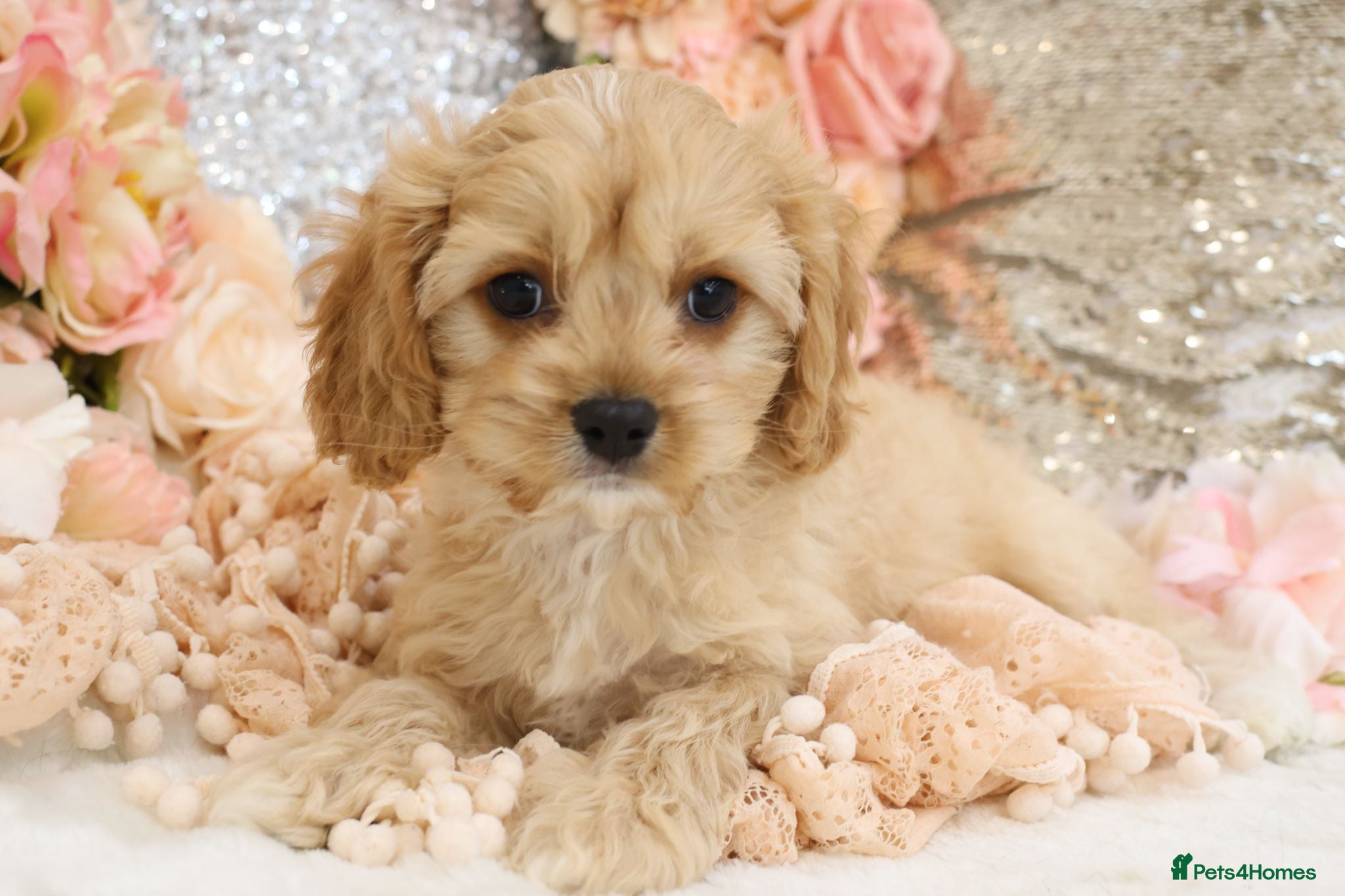 Cavapoo dogs *HEALTH TESTED*  F1 Cavapoos - Advert 2