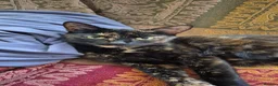 Mixed Breed cats for sale: Tortoiseshell  - Advert 3