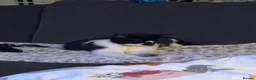 Domestic Shorthair cats for sale: REHOMING cat free - Advert 4