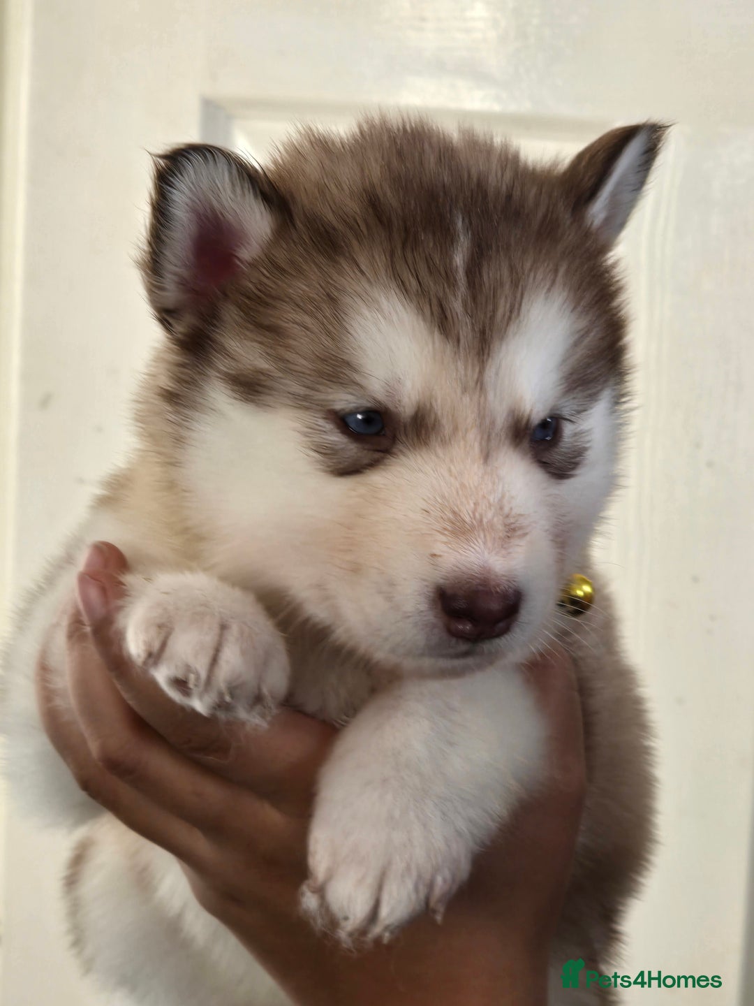 Utonagan dogs for sale: Malamute/Huskies  - Advert 7