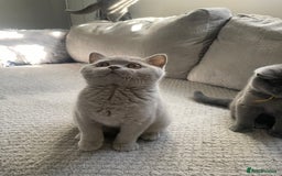British Shorthair cats for sale: 🔥💗 GCCF FEMALE BRITISH SHORTHAIR KITTENS  - Image 6