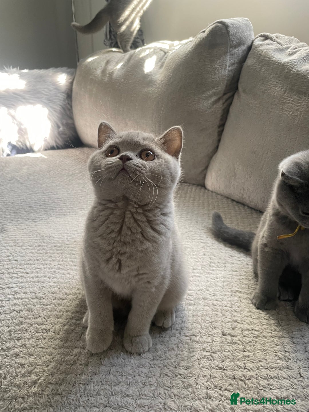 British Shorthair cats for sale: 🔥💗 GCCF FEMALE BRITISH SHORTHAIR KITTENS  - Image 6