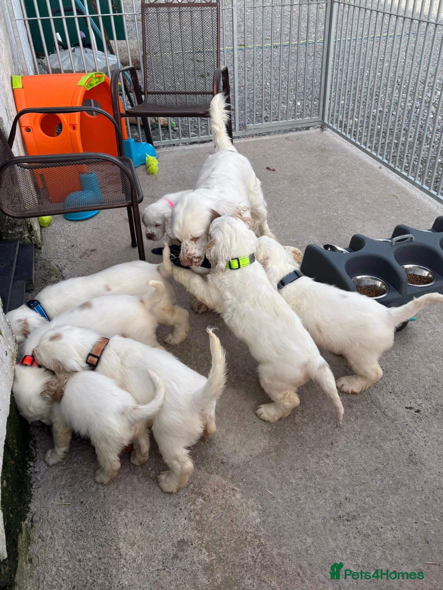 Clumber Spaniel dogs Clumber Spaniel Puppies Available 🐾 - Advert 1