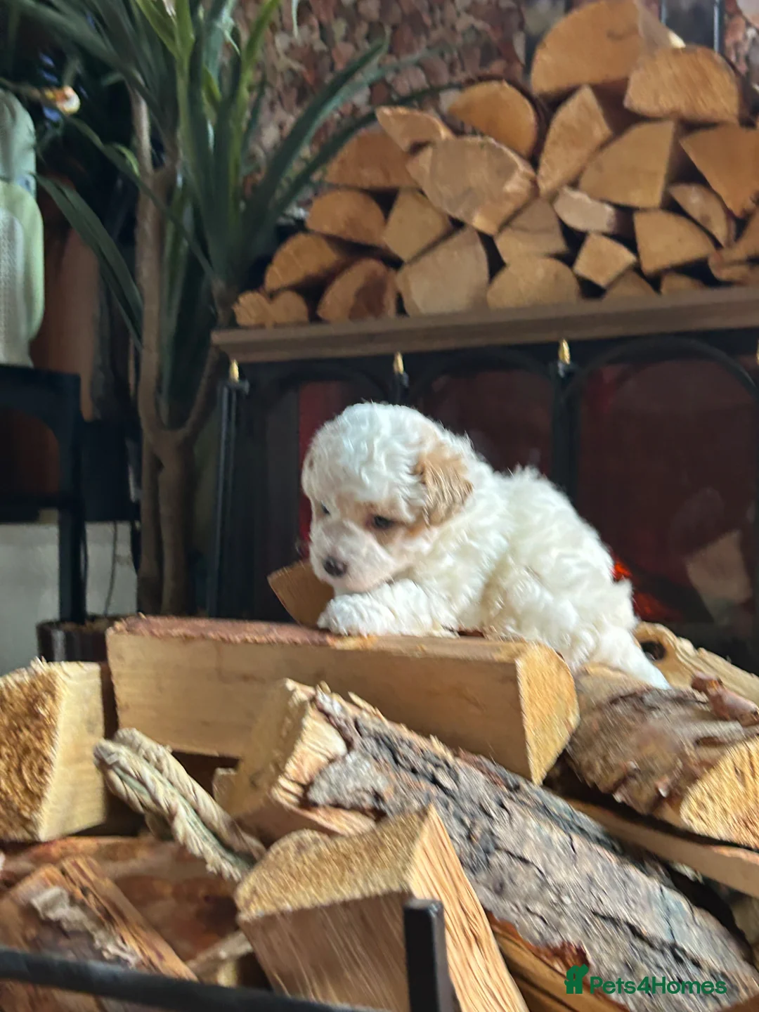 Maltipoo dogs for sale: maltipoo female puppy - Advert 1