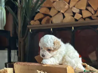 Maltipoo dogs for sale: maltipoo female puppy - Advert 1