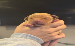 Labrador Retriever dogs for sale: Labrador pups, well-socialised & family raised - Image 10
