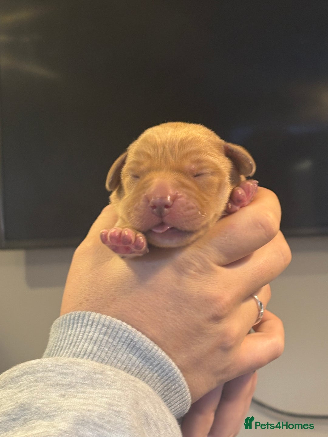 Labrador Retriever dogs for sale: Labrador pups, well-socialised & family raised - Image 10