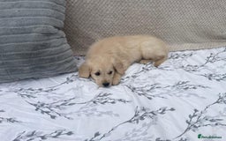 Golden Retriever dogs for sale: Golden retriever puppies  - Image 8