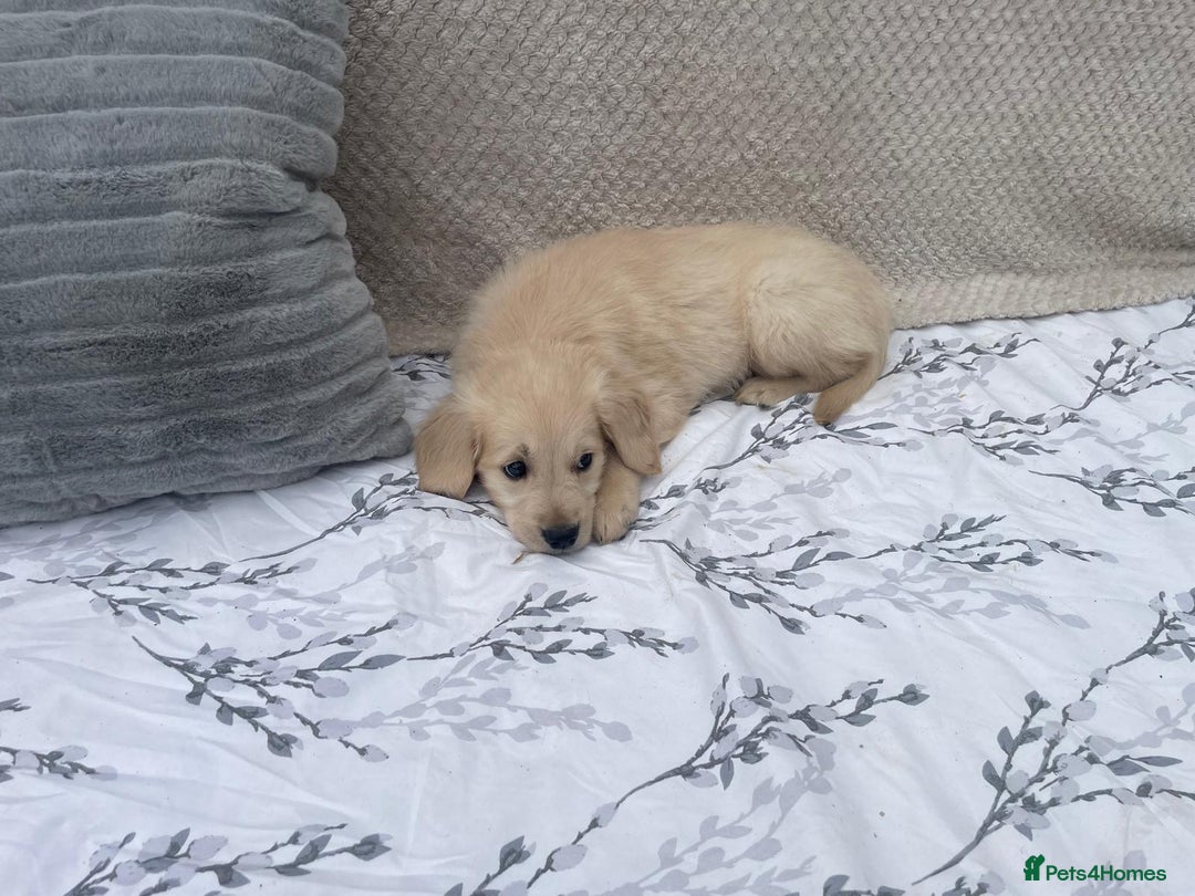 Golden Retriever dogs for sale: Golden retriever puppies  - Image 8