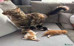 Mixed Breed cats for sale: Beautiful Kittens looking for a good 🏠  - Image 2