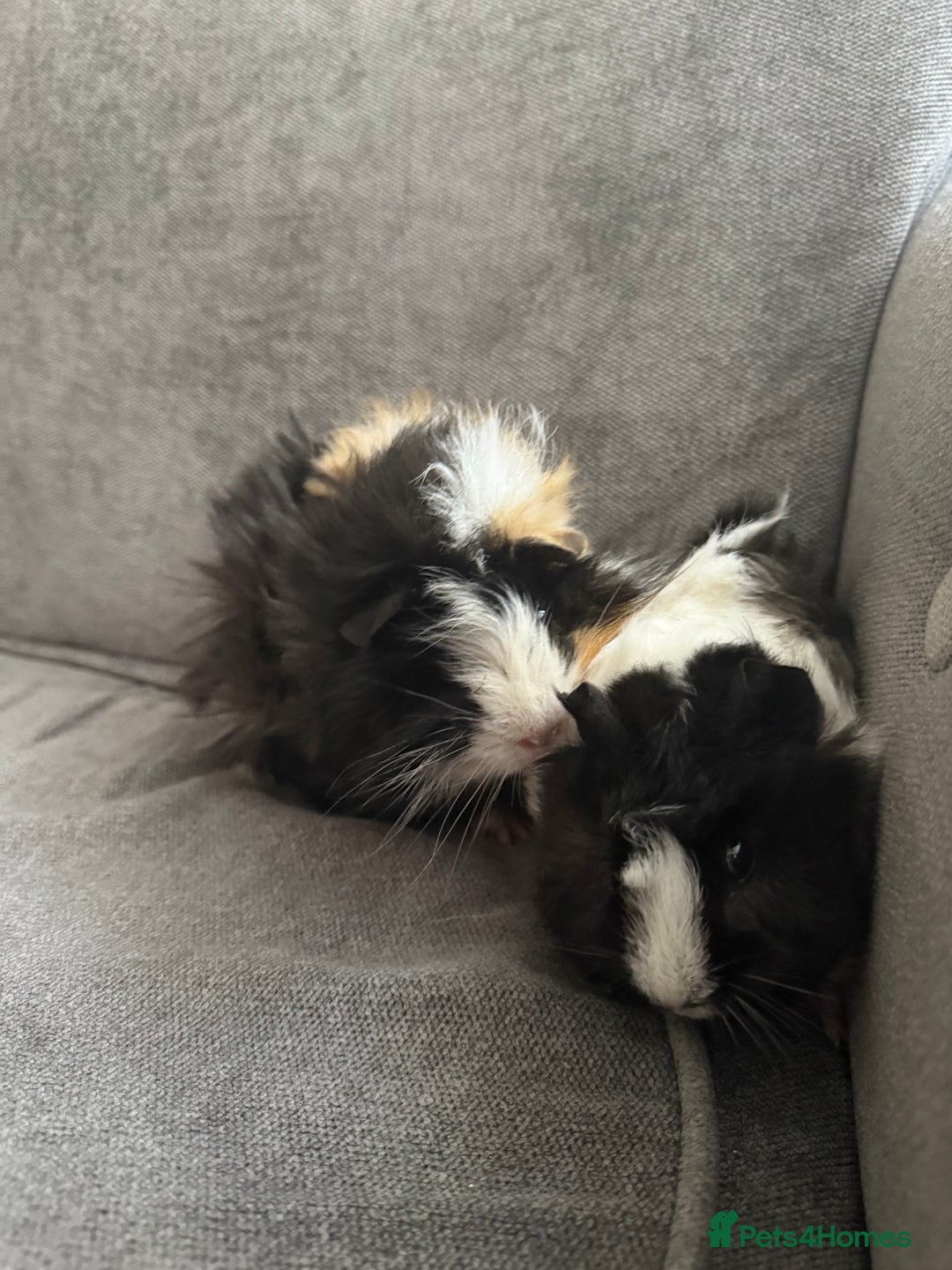 Guinea Pig rodents for sale: 2 male guinea pigs  - Advert 4