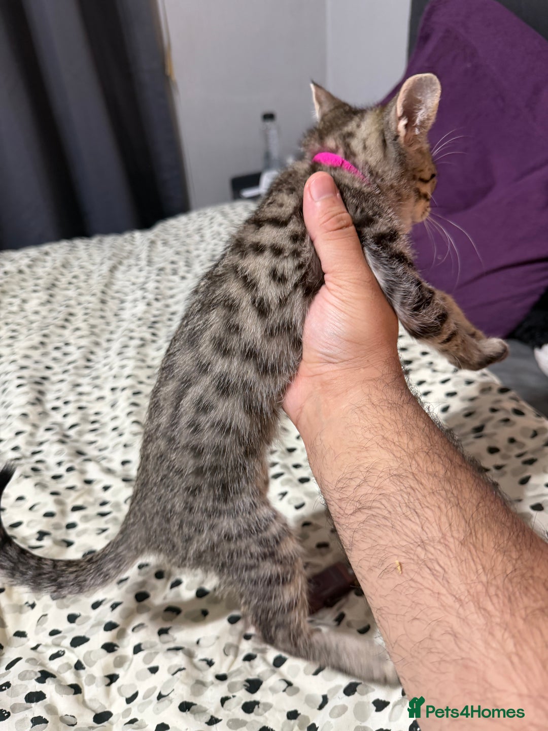 Mixed Breed cats for sale: Savannah X Siamese Kittens - Advert 7