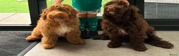 Sproodle dogs for sale: Two beautiful male sproodles  - Advert 1