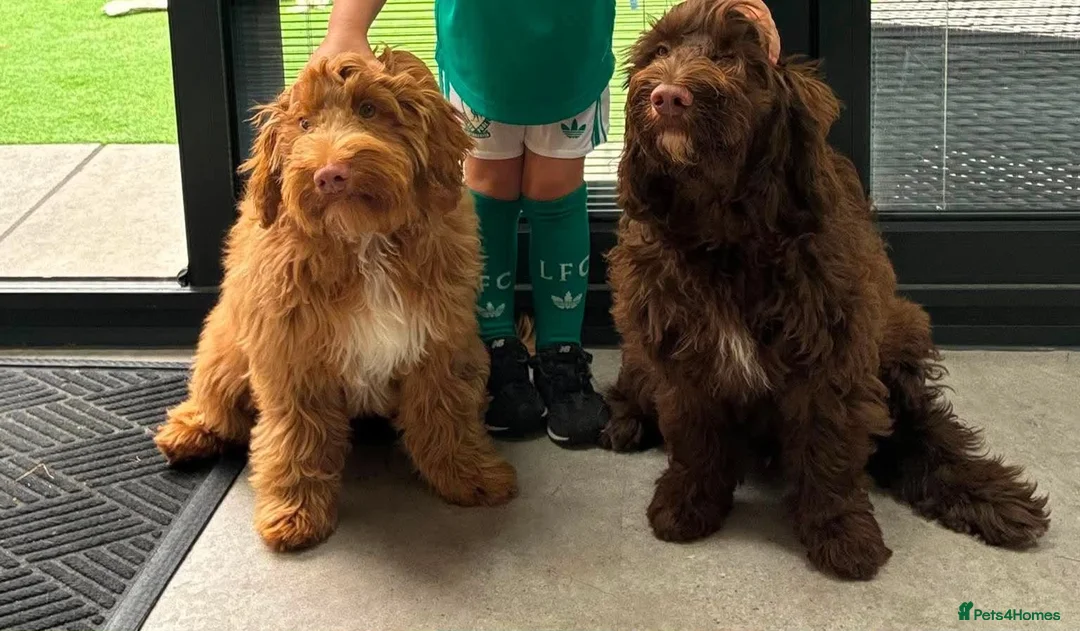 Sproodle dogs for sale: Two beautiful male sproodles  - Advert 1