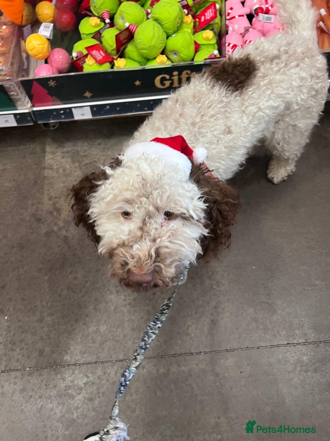 Cockapoo dogs for sale: 2 year old female cockapoo for sale  - Image 1
