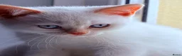 British Shorthair cats for sale: 🌟GCCF BSH Kittens Beautiful Variety of Colours 🌟 - Advert 10