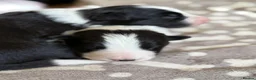 Border Collie dogs for sale: Beautiful border collie puppies - Advert 5