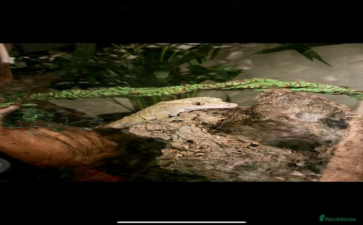 Gecko reptiles - Advert 1